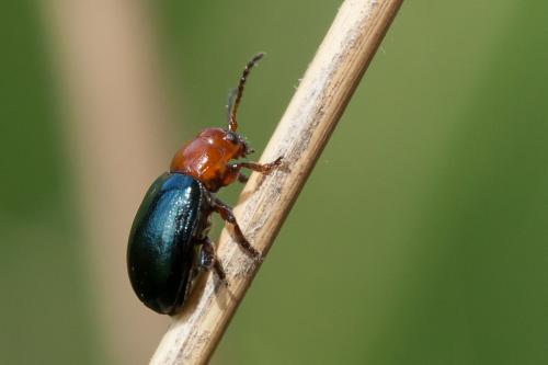 Réf. 228 712 : Podagrica sp.